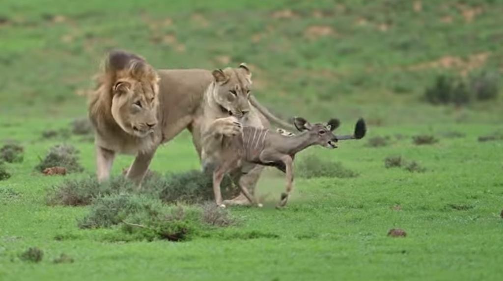 VIRAL: Juego entre leones y bebé antílope termina mal. Noticias en tiempo real