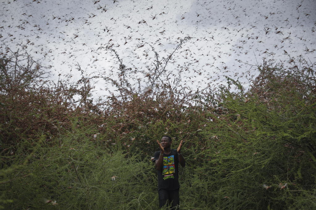 Plaga de langostas se extiende de África oriental al Congo. Noticias en tiempo real