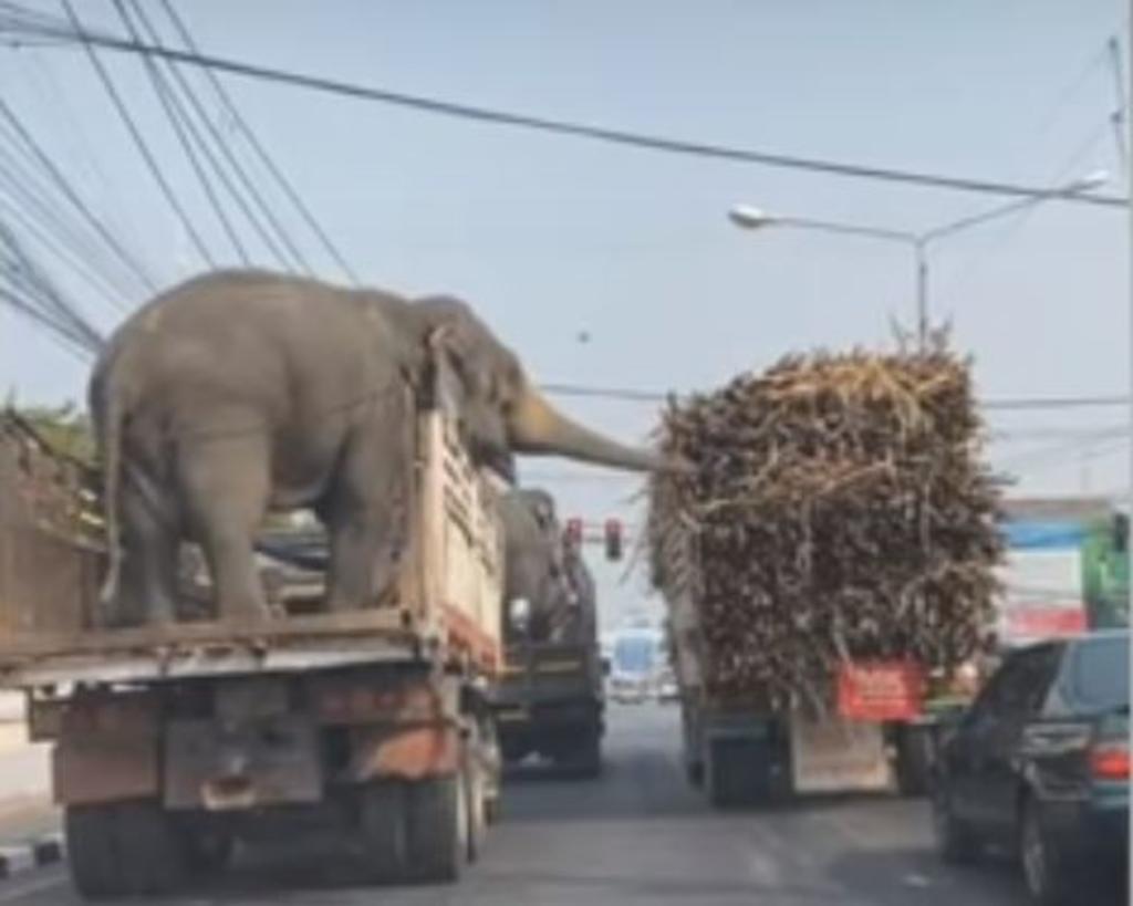 ¡Ratero!; Captan a adorable elefante robando bambú de un camión. Noticias en tiempo real