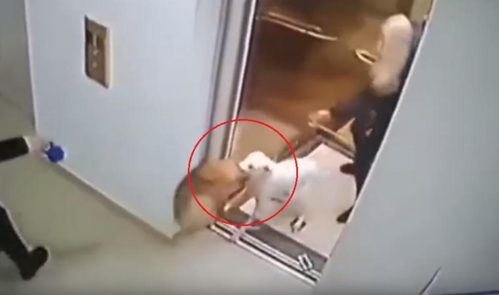 VIDEO: Pomeranio es atacado por un Pitbull en un asensor. Noticias en tiempo real