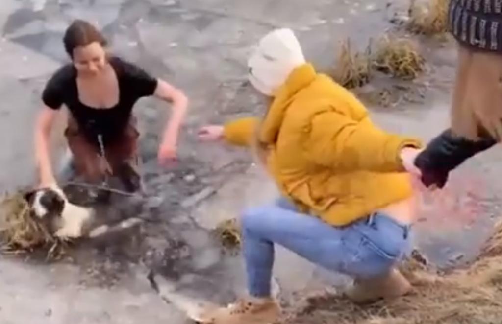 VIDEO: Mujer salva a su perro de morir congelado en un estanque en Rusia. Noticias en tiempo real
