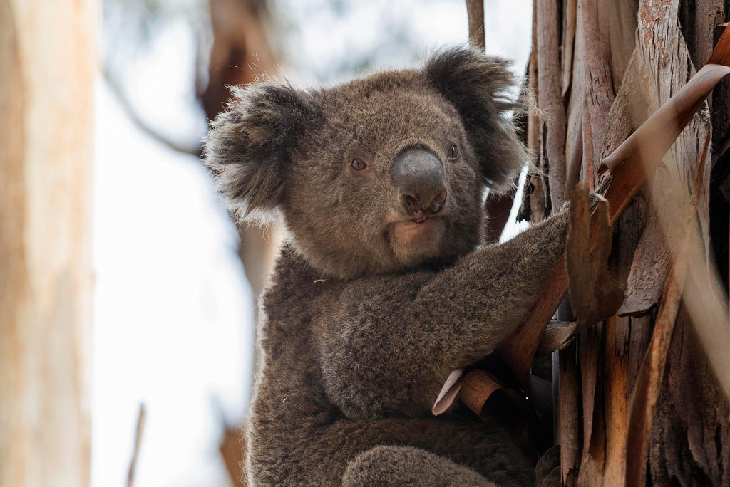 Inician restauración de hábitats afectados por incendios en Australia, El  Siglo de Torreón