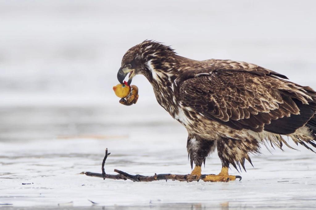 Fotógrafo capta imagen de un águila cazando un pato pero de plástico. Noticias en tiempo real