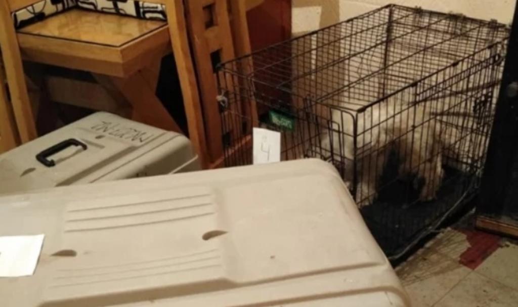 Tras morir, mujer es devorada por sus 10 perros en su hogar. Noticias en tiempo real