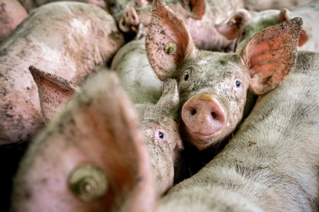Podrían sacrificar a miles de cerdos en Nueva Zelanda por el COVID-19. Noticias en tiempo real