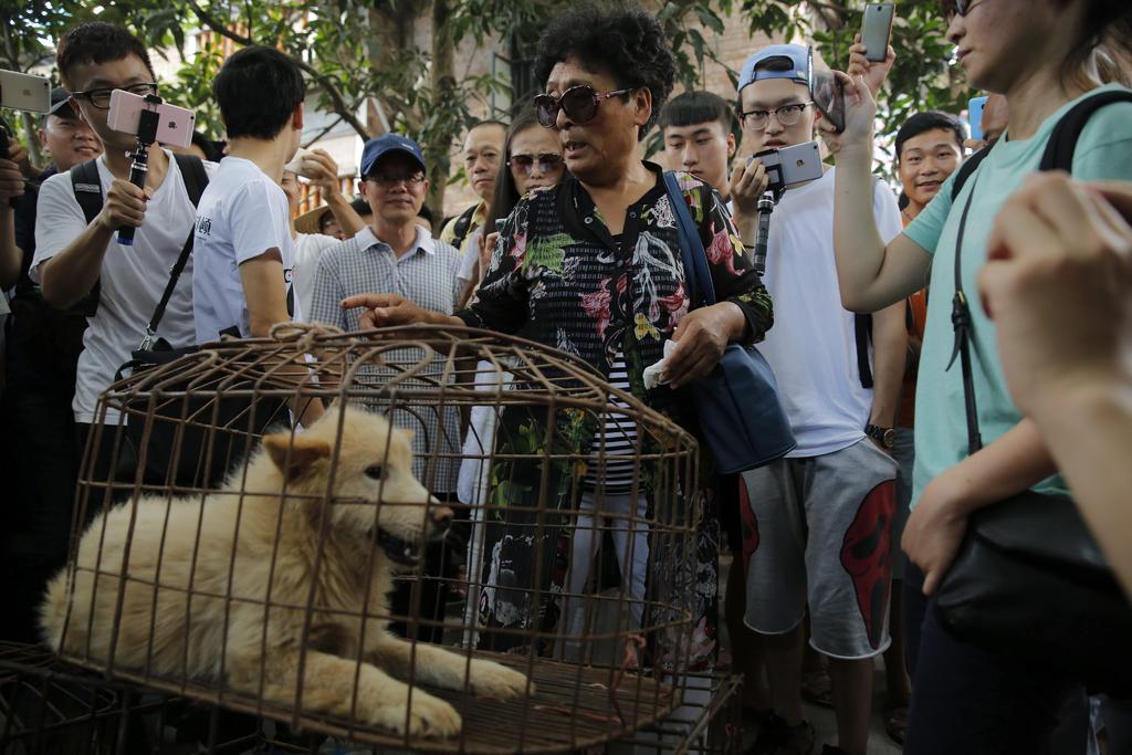 Ciudad china de Shenzhen prohíbe consumo de perros y gatos. Noticias en tiempo real
