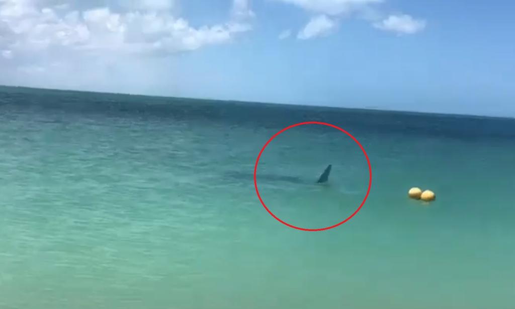 VIRAL: Avistan 'mantarrayas' en playas de Yucatán durante ...