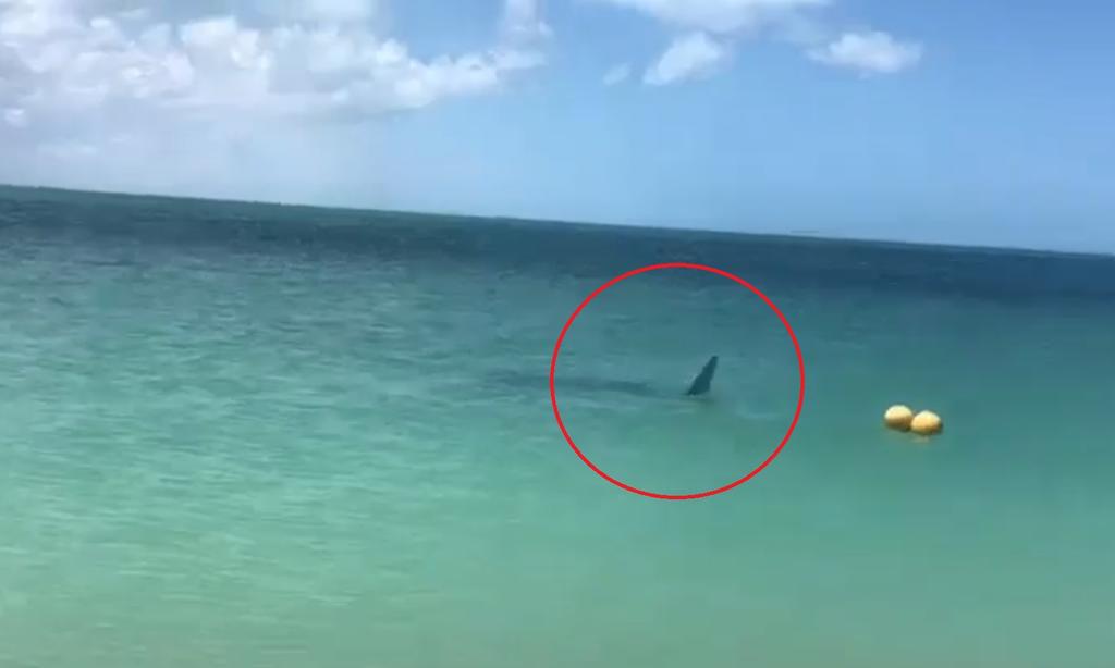 VIRAL: Avistan mantarrayas en playas de Yucatán durante cuarentena. Noticias en tiempo real