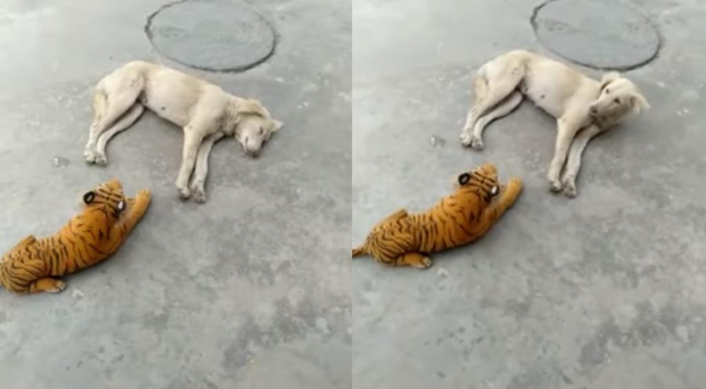 Reacción de un perro ante un tigre de peluche se vuelve viral. Noticias en tiempo real