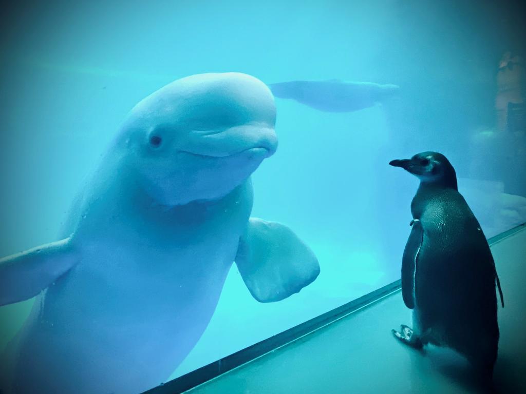 El amistoso encuentro entre un pingüino y beluga durante cuarentena. Noticias en tiempo real
