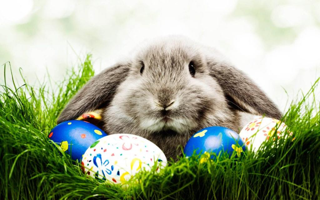 Conejo de Pascua y Hada de los Dientes, ‘trabajadores esenciales’ en NZ. Noticias en tiempo real