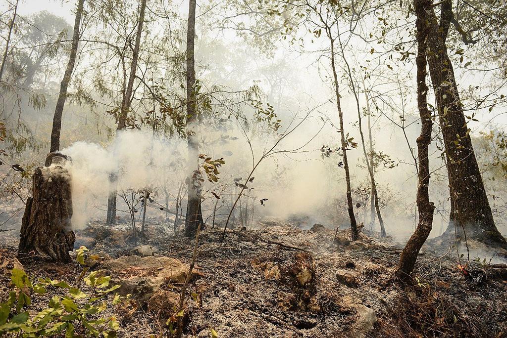 Registra México 37 incendios forestales activos. Noticias en tiempo real