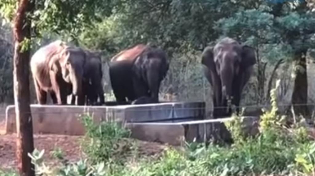 Elefantes rescatan a una cría de un pozo de agua en la India. Noticias en tiempo real