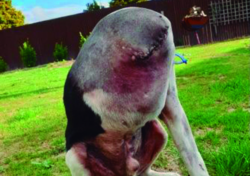 VIRAL: Perro sin cabeza desconcierta en las redes sociales. Noticias en tiempo real