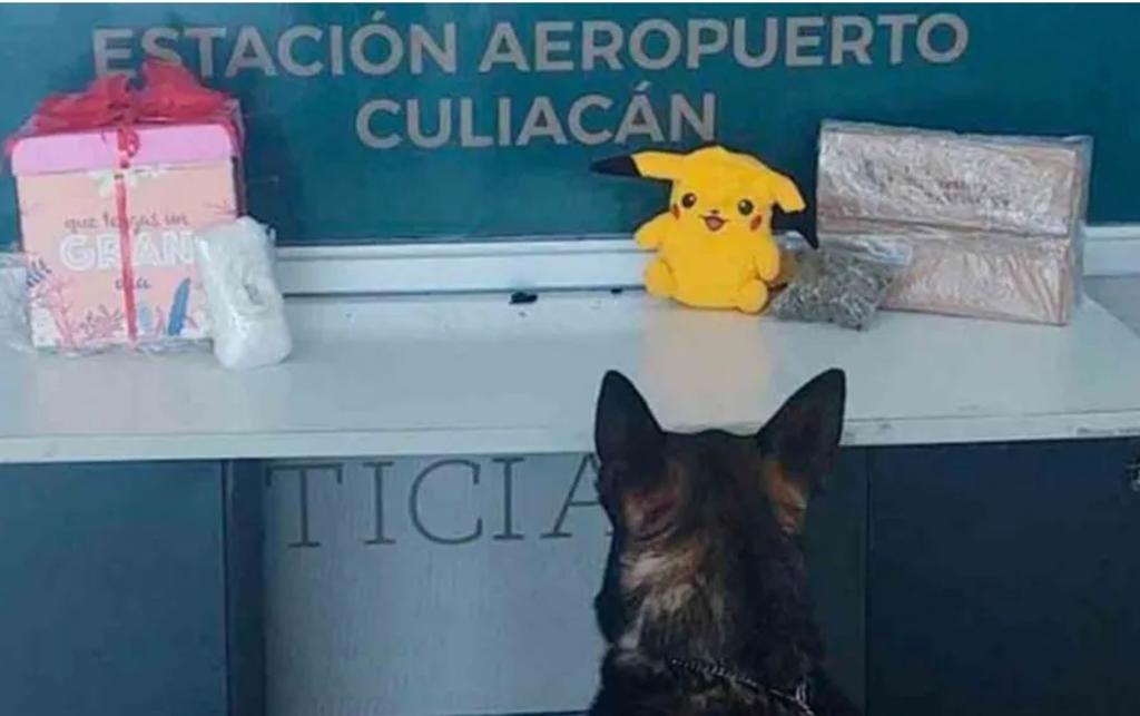 Decomisan 'Pikachu' lleno de droga en aeropuerto de Sinaloa, El ...