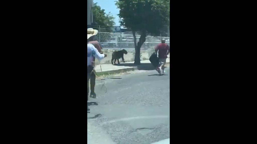 Captan en video a tigre que vagaba por calles de San Pedro Tlaquepaque. Noticias en tiempo real