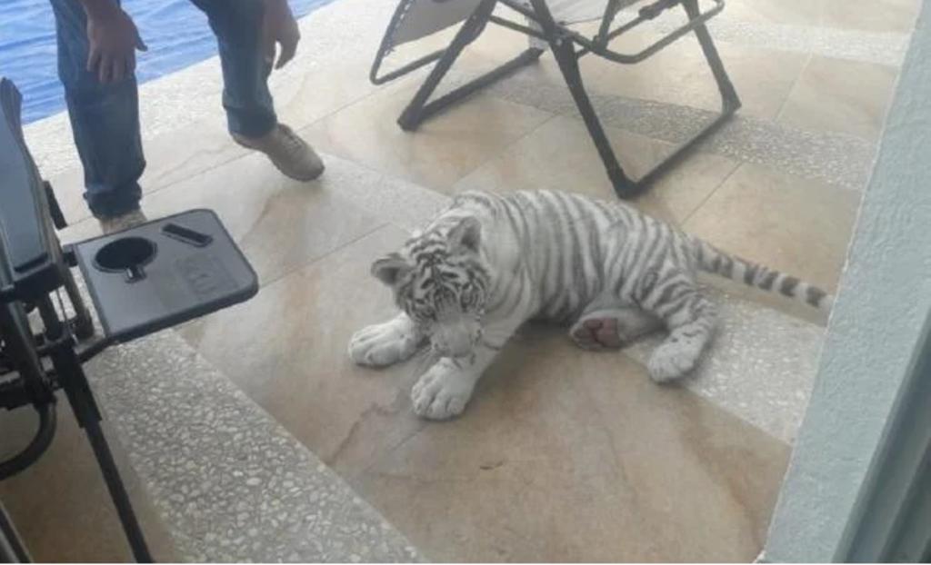 Regresan a propietarios un cachorro de tigre en Querétaro. Noticias en tiempo real