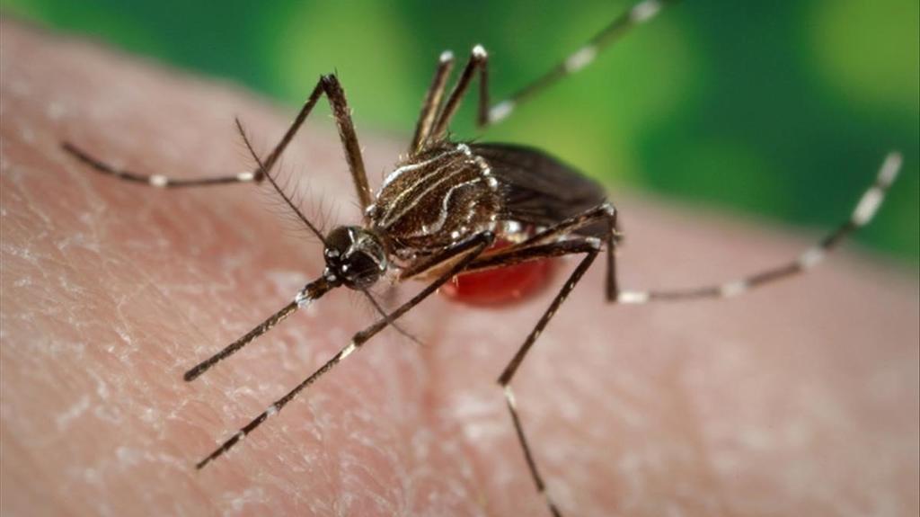¿Qué es el mosquito tigre y por qué es tendencia?. Noticias en tiempo real
