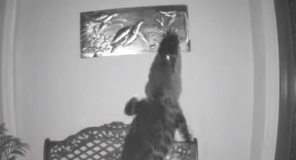 VIDEO: Cocodrilo ingresa a una casa e intenta comerse un cuadro. Noticias en tiempo real
