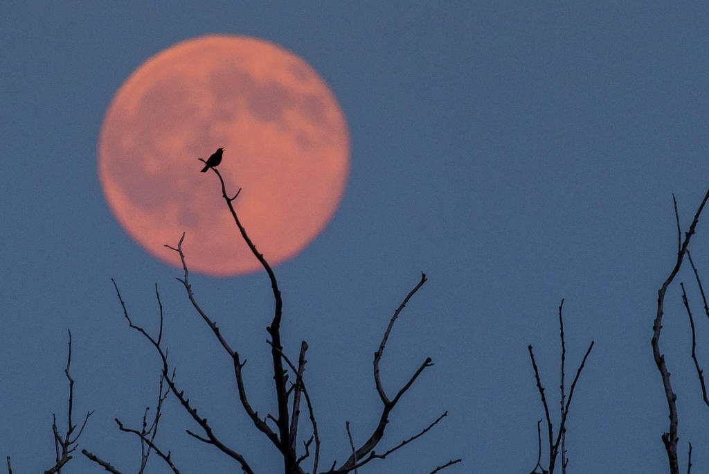 ¿Se podrá ver el eclipse Luna de Fresa en México?. Noticias en tiempo real