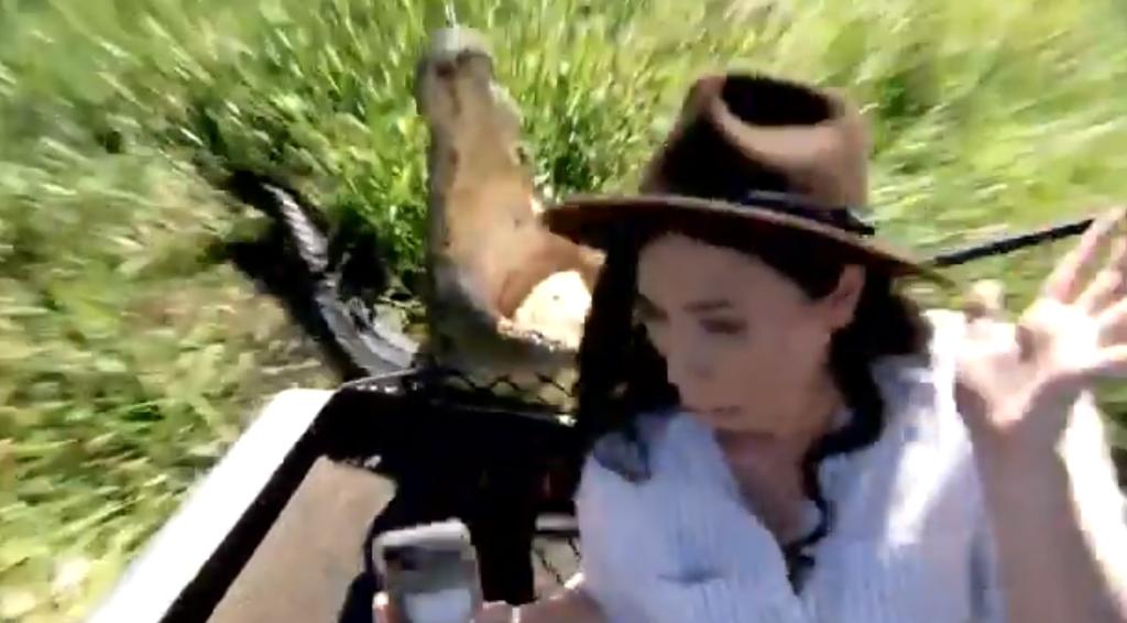 VIRAL: Reportera posa para selfie junto a cocodrilo y éste la sorprende. Noticias en tiempo real