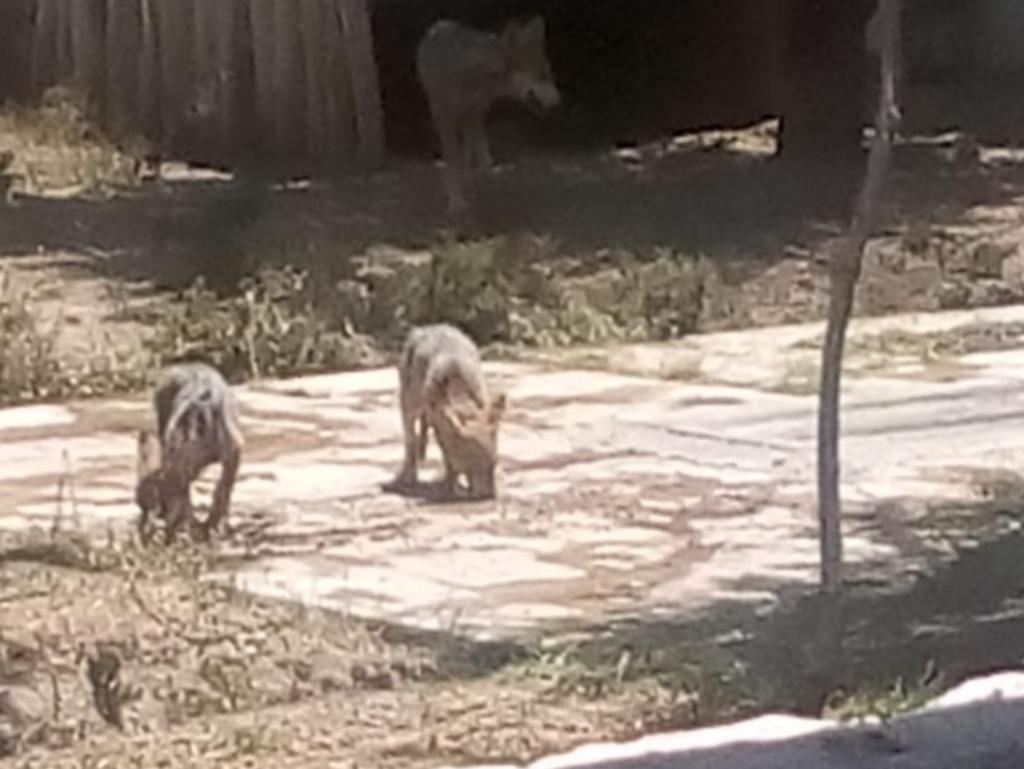 Nacen Dos Lobos Mexicanos En El Zoológico De San Juan De Aragón El