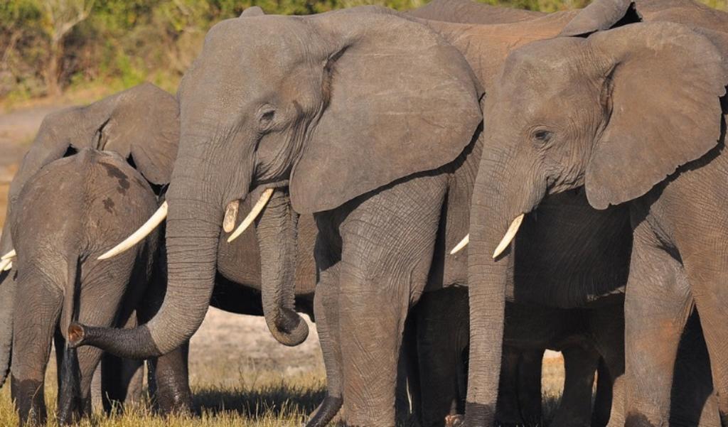 Preocupa la muerte de más de 300 elefantes en Botsuana. Noticias en tiempo real