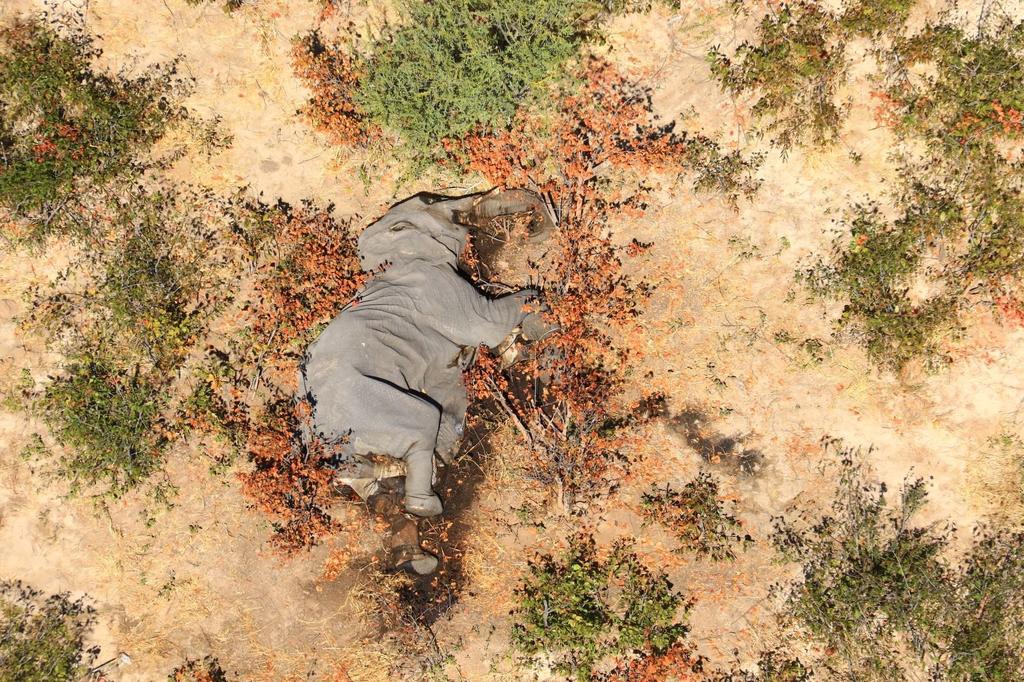 Investiga Botsuana muertes misteriosas de 275 elefantes. Noticias en tiempo real