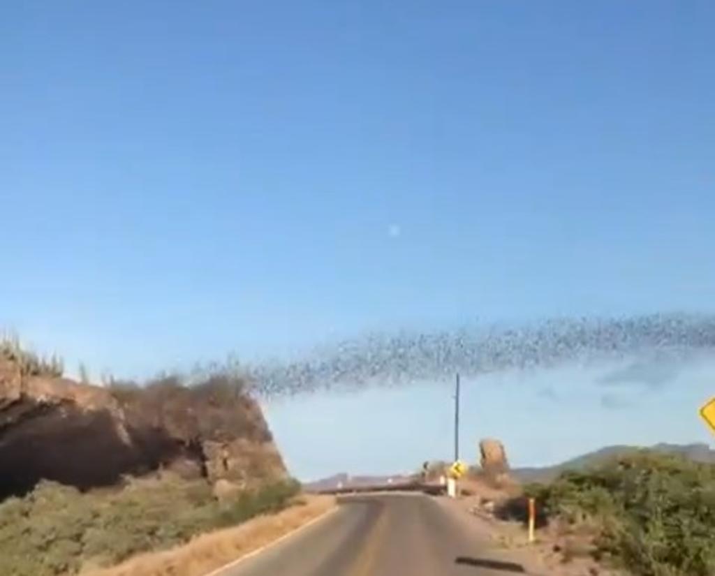 El espectáculo de los murciélagos de Sinaloa se hace viral. Noticias en tiempo real