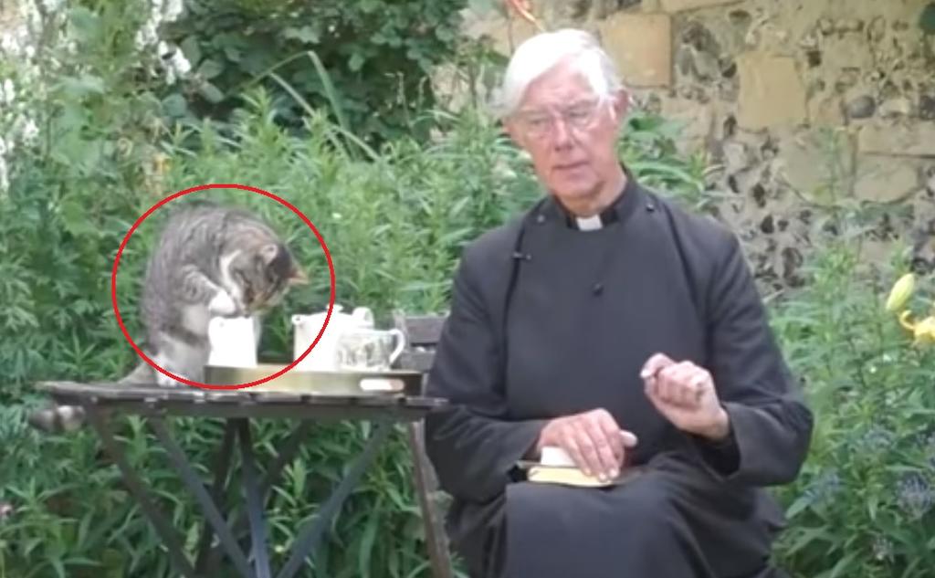 Gato roba leche a sacerdote mientras transmitía sermón mañanero. Noticias en tiempo real