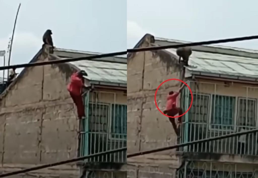 VIDEO: Hombre intenta huir de un babuino y cae desde un cuarto piso. Noticias en tiempo real