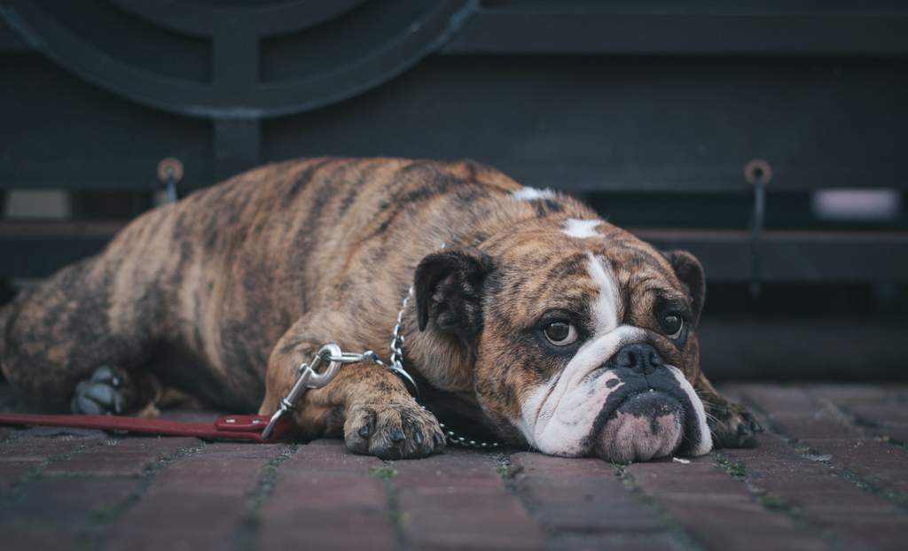 ¿Cómo afecta el abuso del desinfectante a los perros?. Noticias en tiempo real
