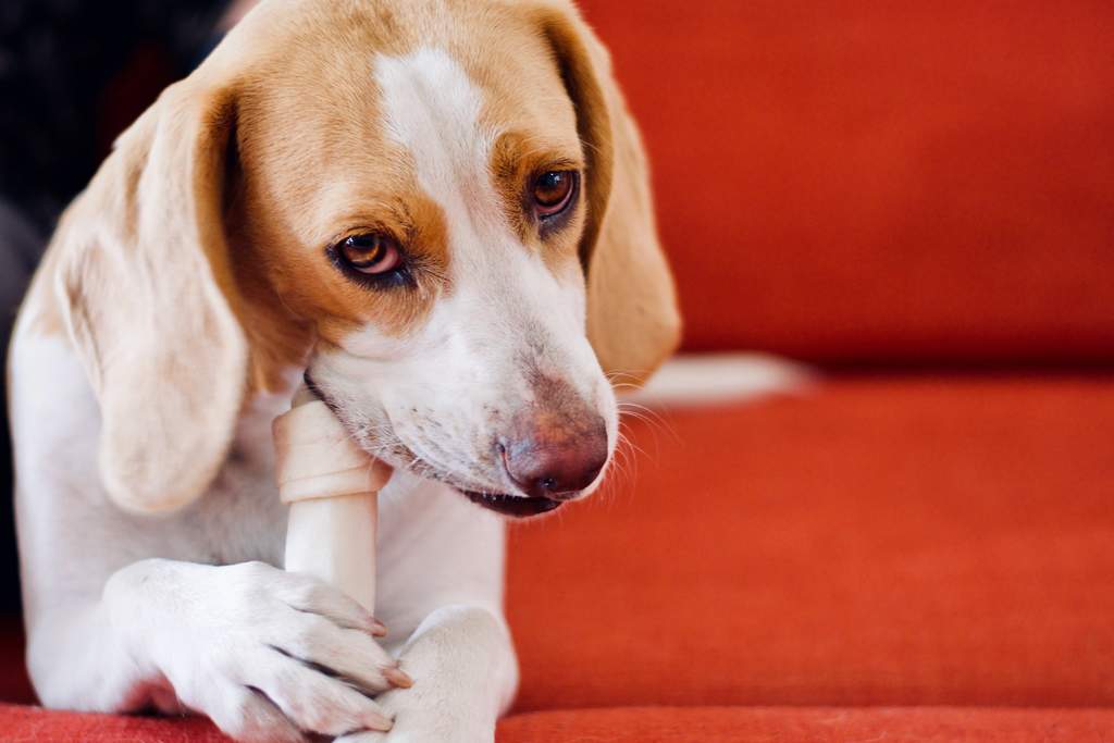¿Qué tan buenos son los huesos de carnaza para perros?. Noticias en tiempo real