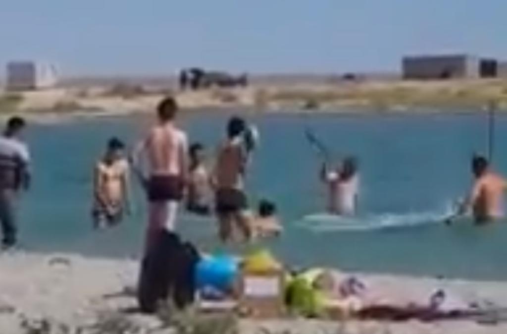 Turistas golpean a foca en la playa para poder tomarse fotos con ella. Noticias en tiempo real