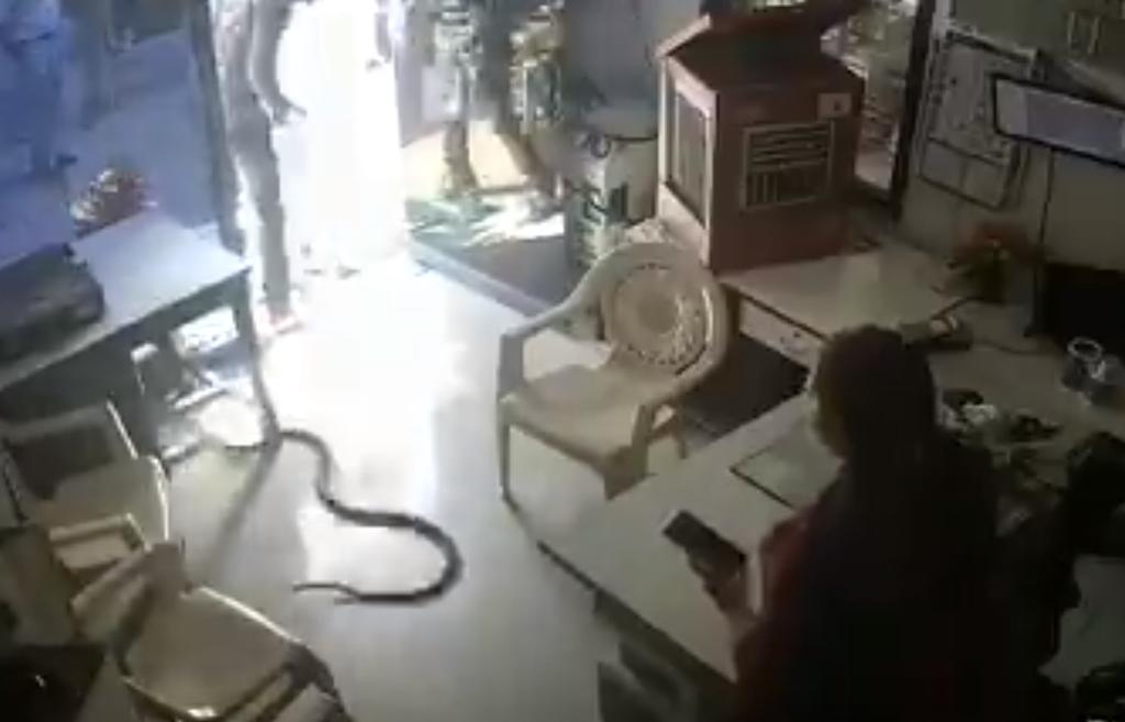 Arroja serpiente a despachadora de gasolinera porque le negó el servicio. Noticias en tiempo real