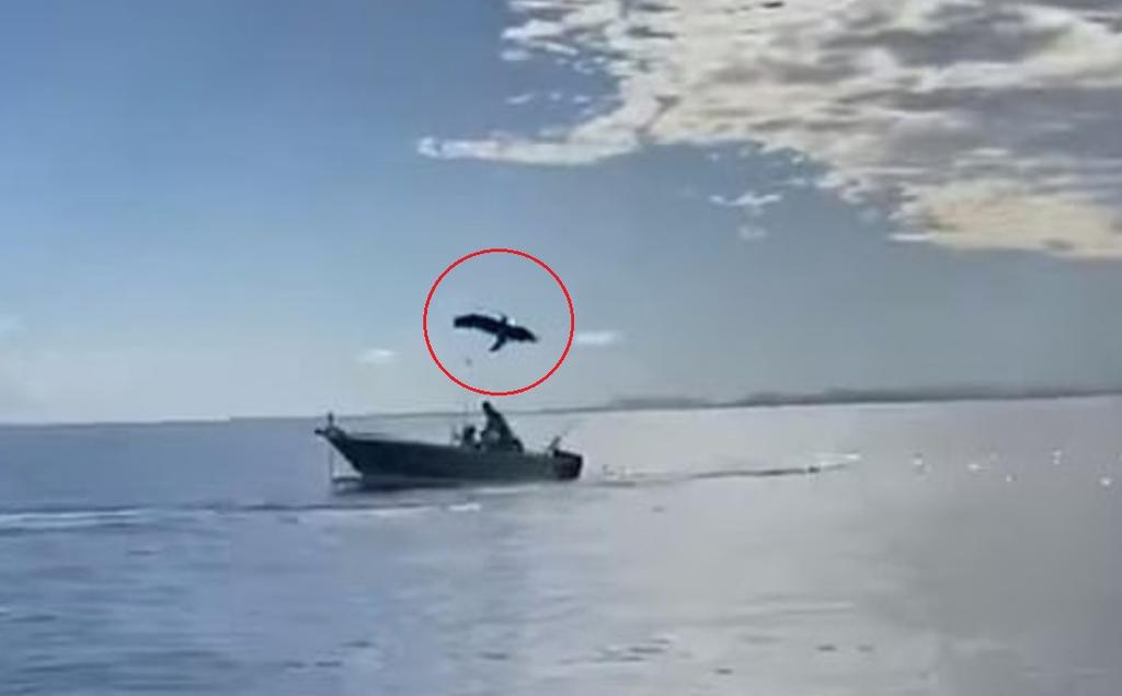 VIDEO: Captan a tiburón dando volteretas en el aire sobre un bote. Noticias en tiempo real