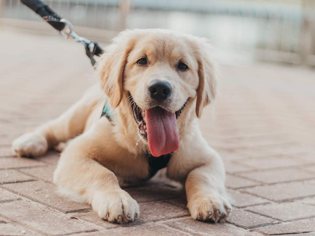 ¿En qué consiste la castración química en perros?. Noticias en tiempo real