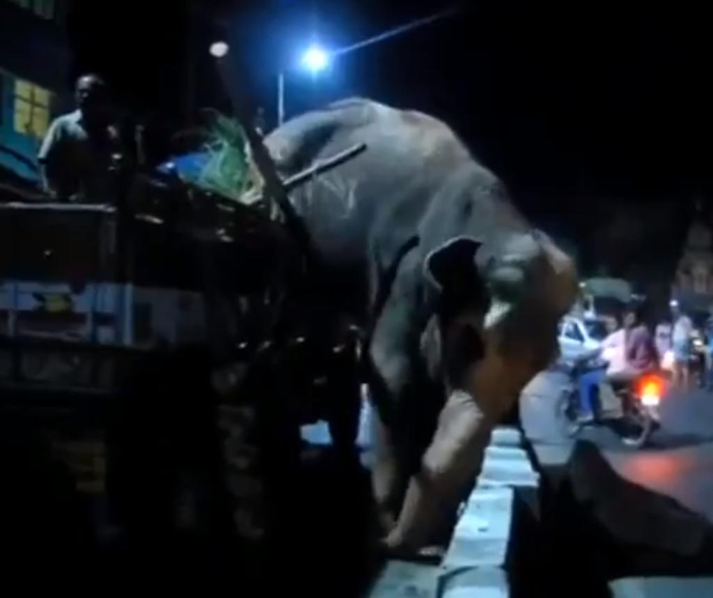 Elefante escapa del camión en el que era transportado y merodea por la ciudad. Noticias en tiempo real