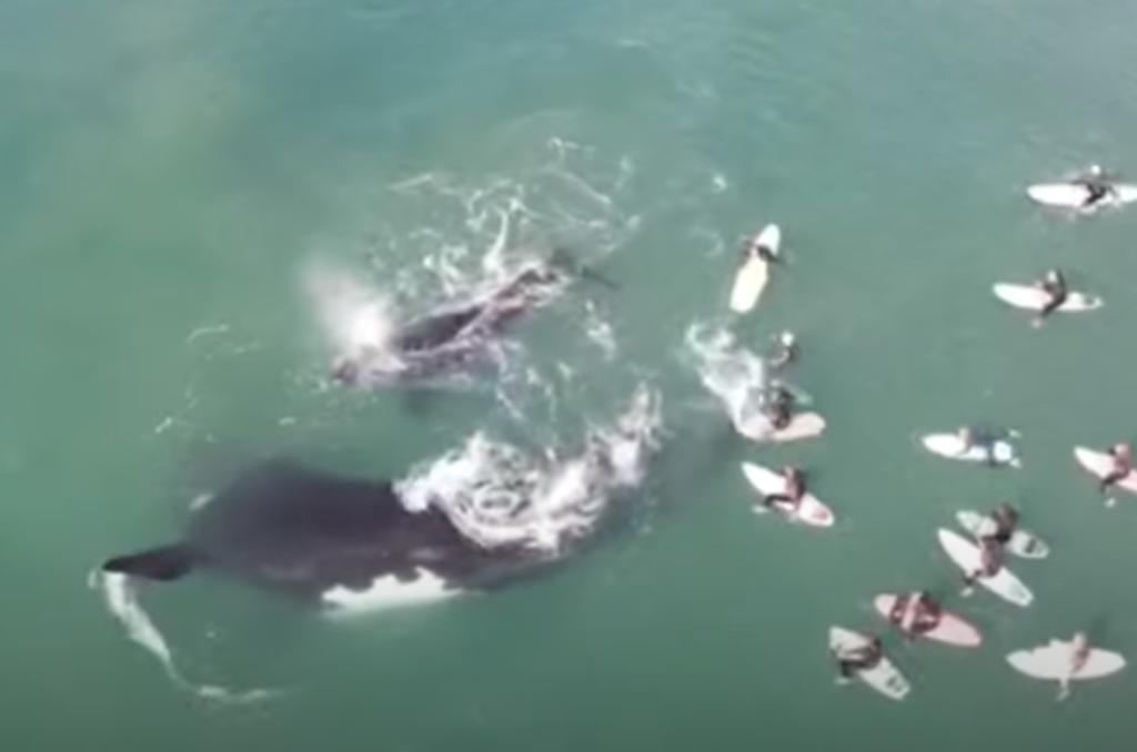 Surfistas son derribados por una ballena tras haber intentado tocar a su cría. Noticias en tiempo real