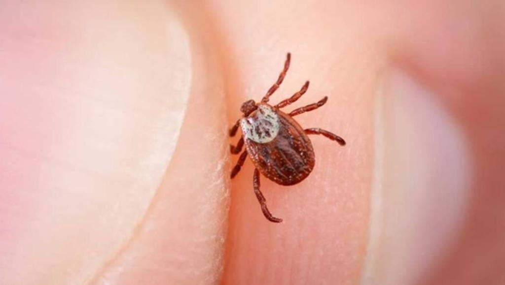 Alertan en China por virus SFTSV; se transmite a través de ...