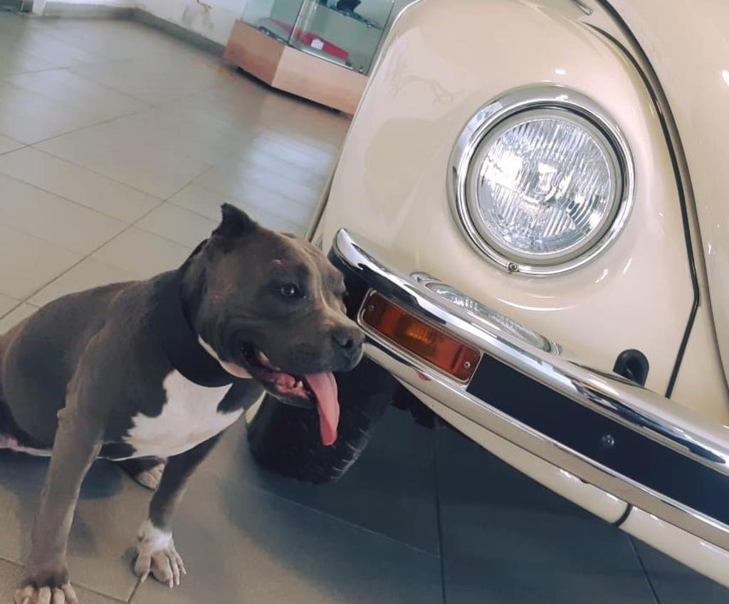 Vochita, la perrita adoptada por Volkswagen Torreón. Noticias en tiempo real