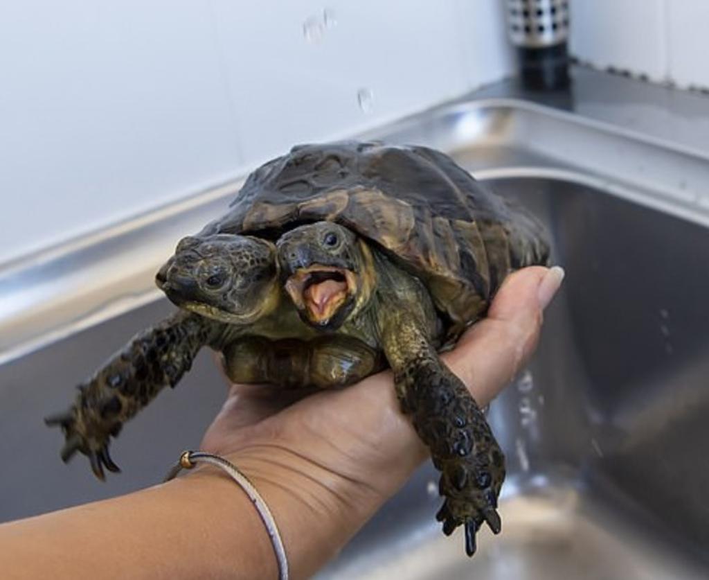 La tortuga de dos cabezas más longeva impresiona a la red. Noticias en tiempo real