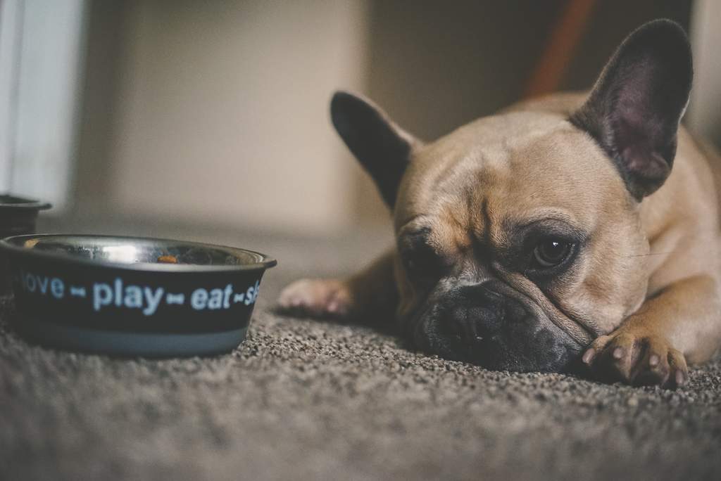 ¿Es bueno dar comida enlatada o de sobre a los perros?. Noticias en tiempo real