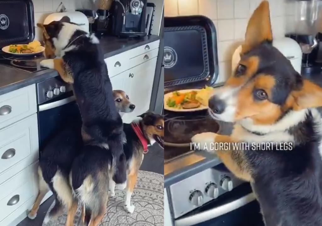VIRAL: Perros trabajan en equipo para robar comida de una estufa. Noticias en tiempo real