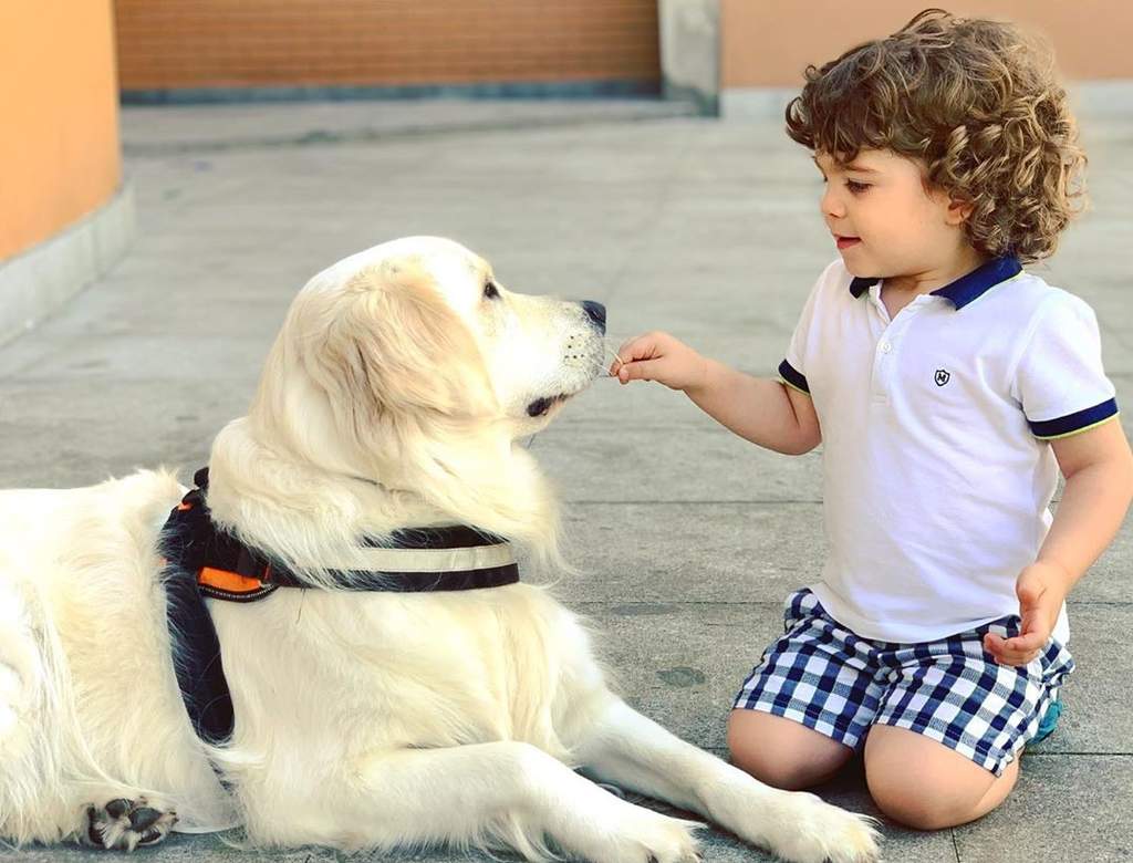 Estos Son Los Mejores Perros Para Niños Con Autismo El Siglo De Torreón 