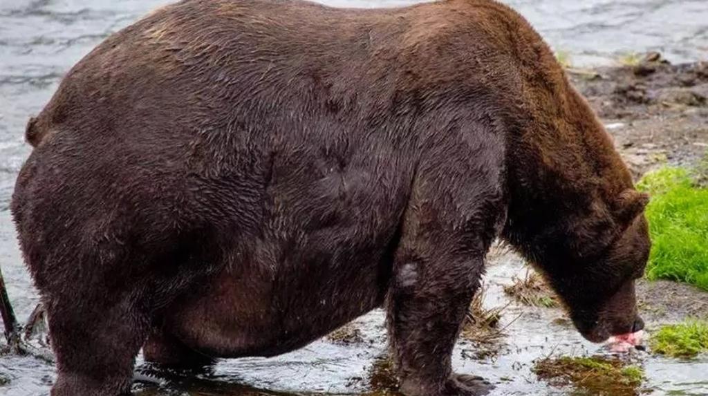 VIRAL: Captan a oso con sobrepeso y con dificultades para caminar, El Siglo  de Torreón