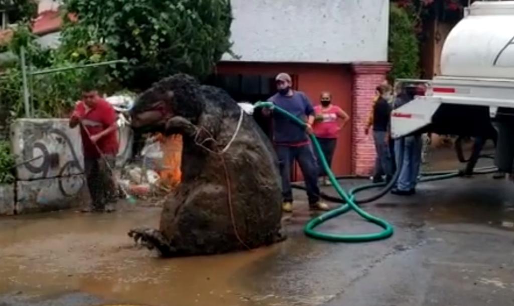 Encuentran rata gigante en drenaje de la Ciudad de México.. Noticias en tiempo real
