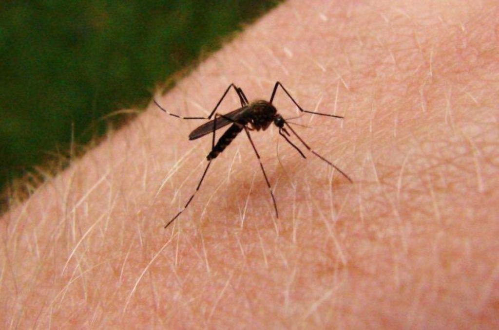 Coahuila y Durango suman 52 casos de dengue. Noticias en tiempo real
