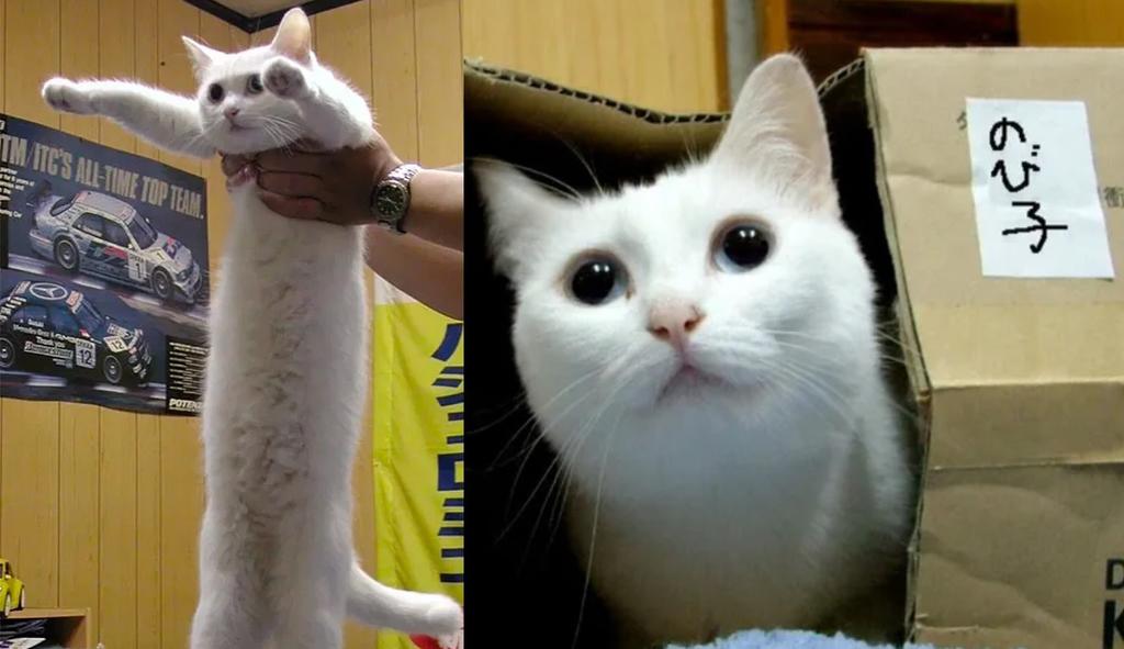 Fallece Nobiko, el gato largo que se volvió viral por aparecer en un meme. Noticias en tiempo real