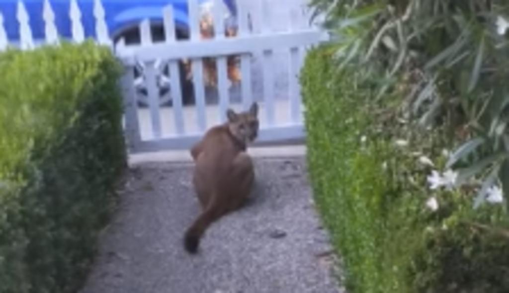 Mujer buscaba a su gato y encontró a un puma observando a unos niños mientras jugaban. Noticias en tiempo real